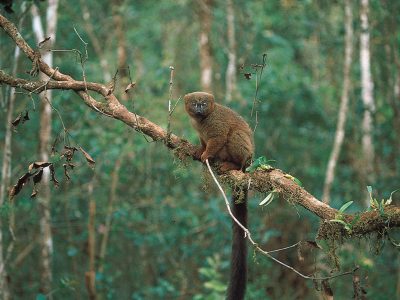 lemur-Madagascar-Ranomafana-rainforest